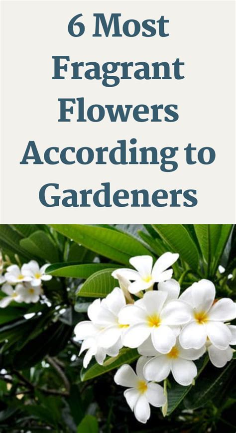6 Most Fragrant Flowers According To Gardeners Garden Tips Backyard