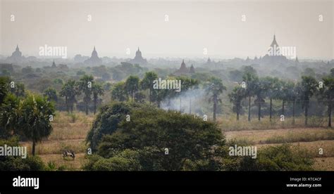 Landscape Of Buddhist Temples With Palm Trees In Bagan Myanmar Bagan