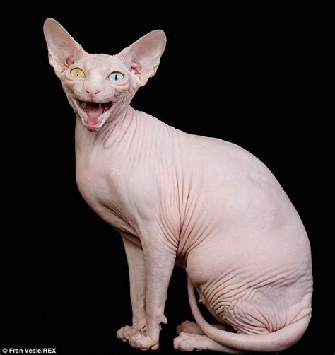 The Odd Eyed Hairless Sphynx Cat Whos A Prize Winning Champion
