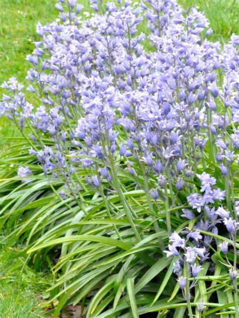 Bluebells Planting And How To Care