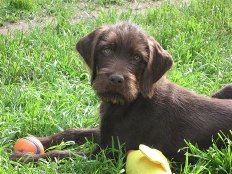 Since the pudel (german hunting poodle) had much stronger genes, it took zedlitz 80 pointers, 11 pudels and 30 years to perfect this gun dog. Pudelpointer / German hunting poodle Hound Dogs #Puppy ...