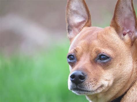 Handsome Dogs For You In These Trying Times Chihuahua Mix Miniature