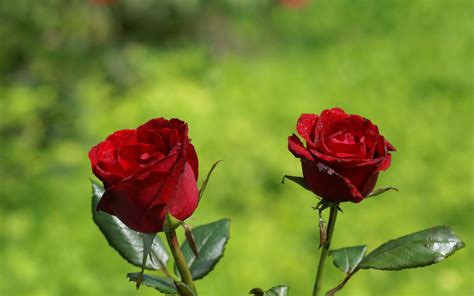 Pictures Of Two Red Roses Flowers For Wallpaper Hd Wallpapers