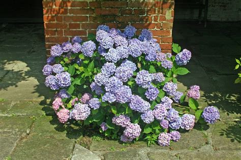 Provide plenty of space for mature plants when choosing where to plant the bushes. Shrubs and Bushes Identification - Gardenerdy