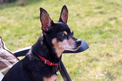 Miniature Pinscher Dog Breed Information Facts And Pictures Dog