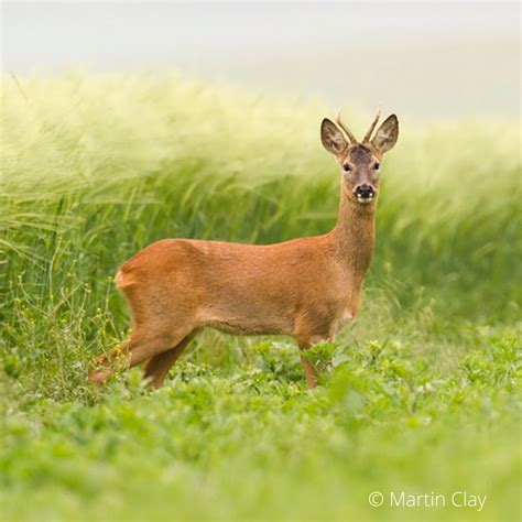 Species Roe Deer Mammal Society