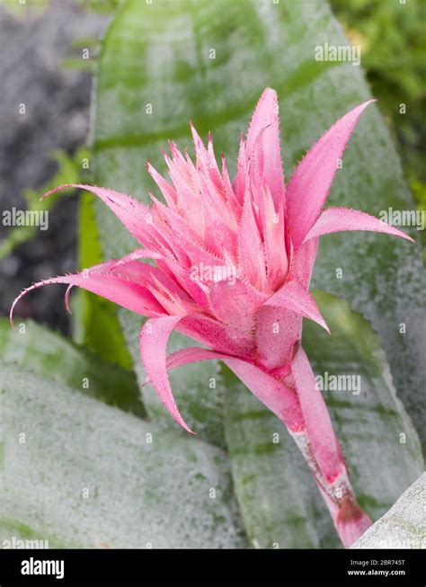 Pink Bromeliad Aechmea Fasciata Bloom In Garden Stock Photo Alamy