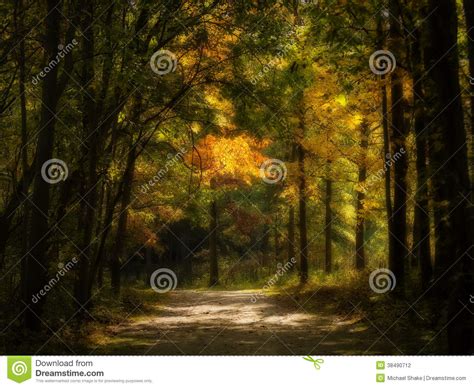 Enchanted Autumn Forest Stock Photography Image 38490712