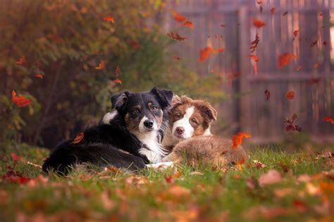 Animals Fall Leaves Dog Outdoors Grass Wallpapers Hd Desktop And