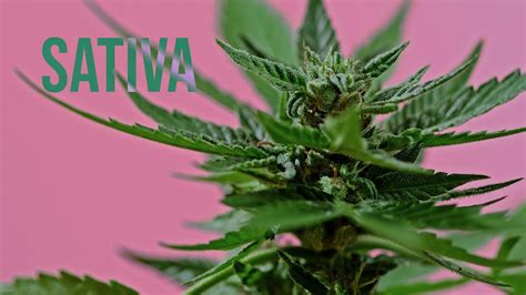 What Is Sativa Guide To Sativa Strains From Experts In Cannabis