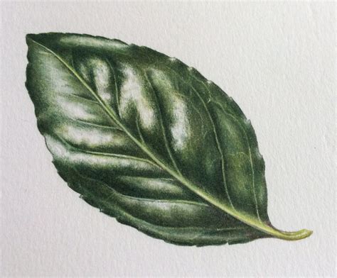 Shiny Leaf Step By Step Leaf Drawing Botanical Drawings Natural