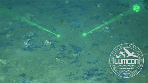 Deep Sea Life 7 Years Post The Deepwater Horizon Spill Is Recovering