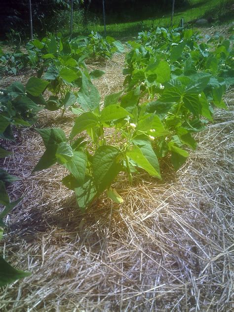 In vegetable gardens, plant so that the leaves of the plants will touch when they are mature in order to limit sunshine to any weeds looking to germinate. Gibby's Garden: 3 Organic Ways to Stop Weeds from Growing