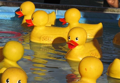 Orange County Fair Yellow Rubber Duckies 2 Macdonaldcory Flickr