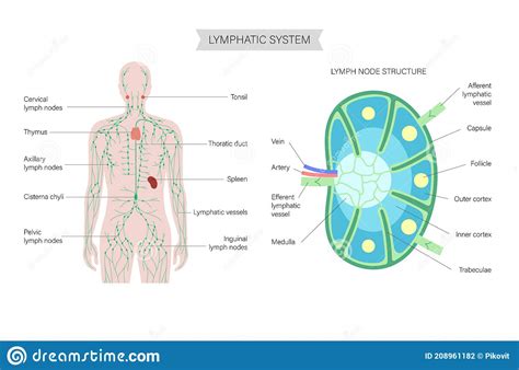 Lymph Node Anatomy Stock Vector Illustration Of Gland 208961182