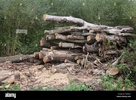 Heap Of Cut Timber Stock Photo Alamy