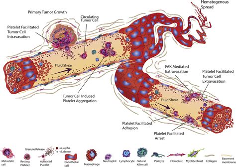 The Platelet Lifeline To Cancer Challenges And Opportunities Cancer Cell