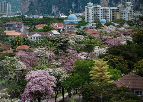 Musim Sakura Malaysia Harian Metro