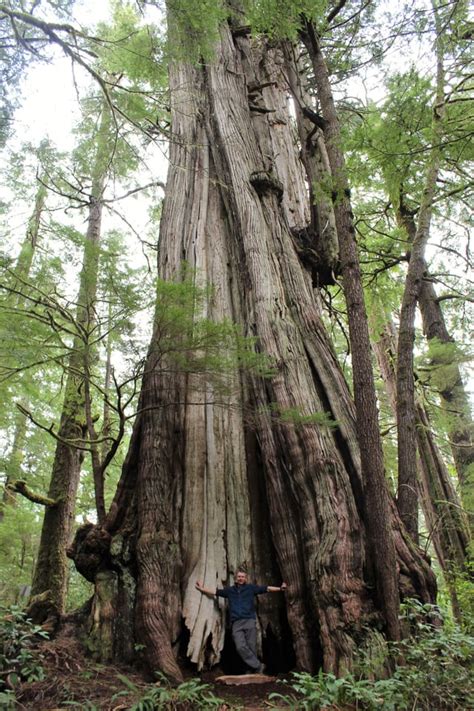 Had A Chance To Visit Canadas Largest Tree This Weekend The Cheewhat