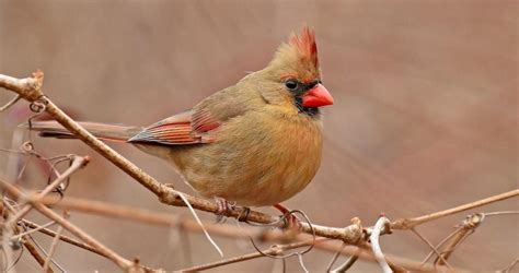 Northern Cardinal Identification All About Birds Cornell Lab Of