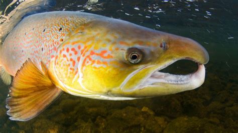 Le saumon un poisson en danger