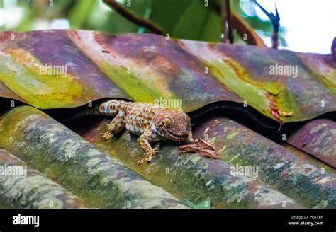 Tokay Gecko Gekko Gecko Eating A Cricket On A Roof Top It Is Native