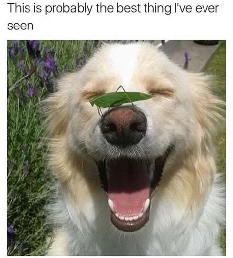 40 Photos With Wholesome Dogs Wholesome Posts