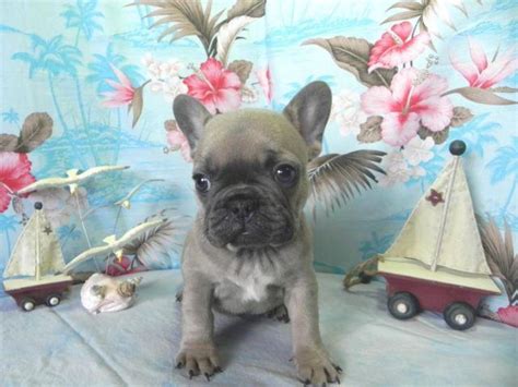 Akc Blue Fawn French Bulldog Puppy 9 Weeks Old For Sale In Nashville