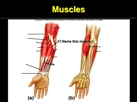 Ppt Muscles Powerpoint Presentation Free Download Id2093652