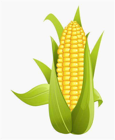 Image Transparent Library Kernel Clipart Yellow Corn Corn On The Cob