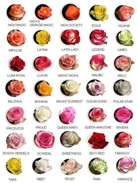 Pin by 최혜경 on 꽂장식 Rose varieties Flower names Flower guide