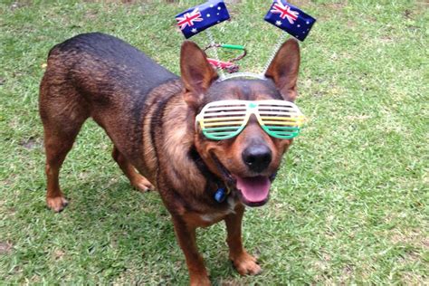 All other public holidays such as queen's birthday and labour day are individually declared by the state and territory governments. Cool dog celebrates Australia Day - ABC News (Australian ...