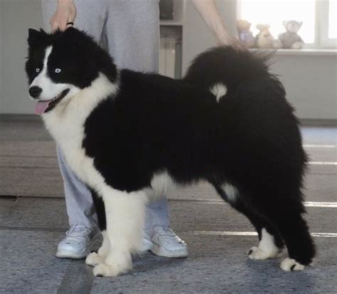 yakutian laika dog breed information  pictures