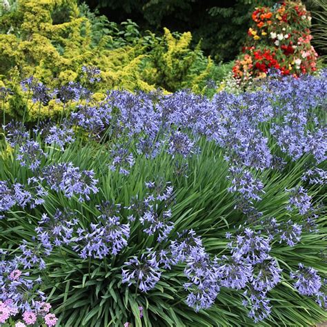 Buy African Lily Agapanthus Castle Of Mey