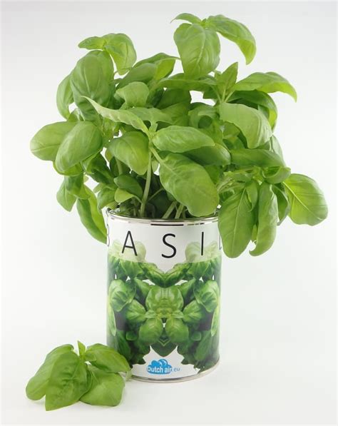 Ultimate Care Guide For Growing Basil Hubpages