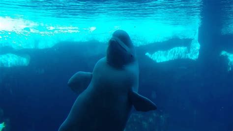 Beluga Whale Blows Bubble Rings Youtube
