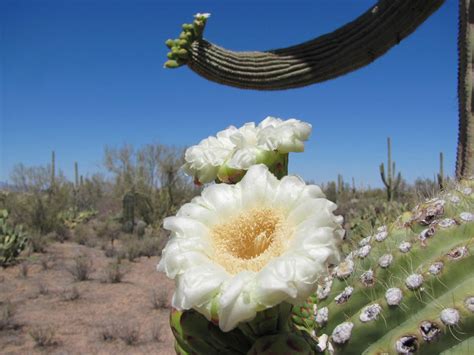 Erin Zimpel Arizona Desert Cactus Flowers These Photos Of Cactus