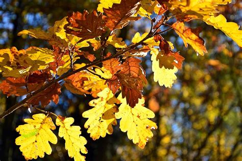 Leaves Deciduous Tree Oak Oak Leaves Branch Fall Leaves Fall