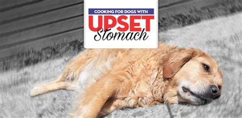 Feeding your cat a bland diet can help to ease an upset stomach while still getting nutrition into her body. What to Feed Dog With Upset Stomach: Vet's Essential ...