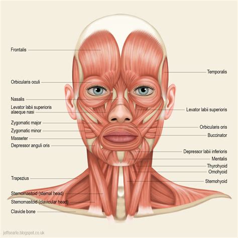 Therefore, the number of bones in an individual may be evaluated differently throughout their life. Facial Expression Muscles - Mature Teen Tube