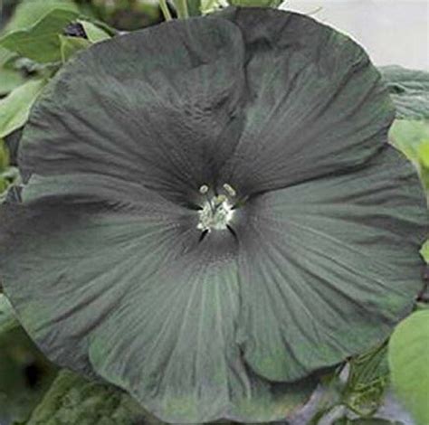 Beautiful Giant Black Hibiscus Flower Seeds 50 Seeds Buy 4 Items Free