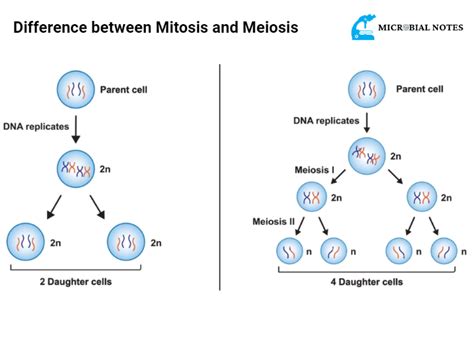 Similarities And Differences Between Mitosis And Meiosis