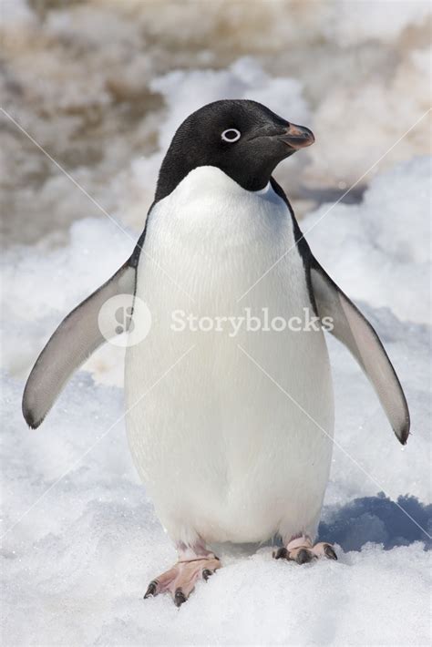 Close Up Of A Penguin In The Snow Royalty Free Stock Image Storyblocks