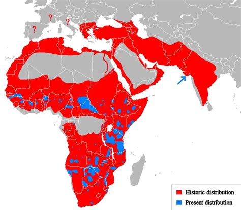 Lion Distribution Map Historic And Current Our Planet