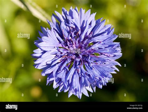 Blue Cornflower Flower Stock Photo Alamy