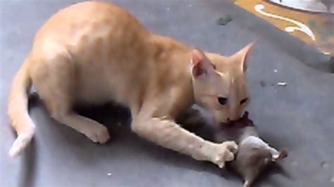 Cat Eating Mouse Youtube