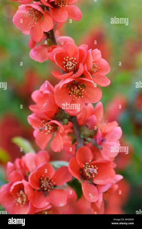 Japanese Quince Chaenomeles Japonica Stock Photo Alamy