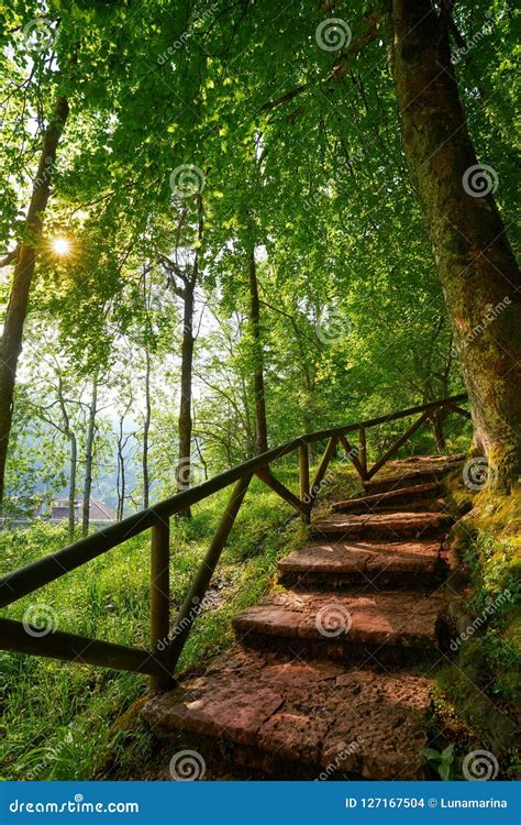 Forest Stairs Stock Images Download 13628 Photos