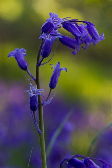Scottish Bluebells The Flowers Are An Iconic Blue Purple Scottish