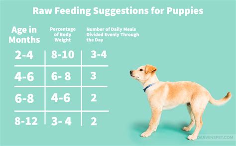 Science diet lifestage foods are specifically designed to offer dogs the benefits that matter most for their age. How Many Meals Do Puppies Eat A Day - Puppy And Pets